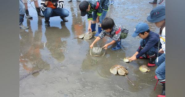 生態系保護で防災、損保ジャパンが大分・中津の干潟保全活動を支援