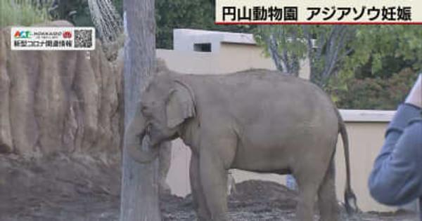 札幌・円山動物園でアジアゾウが妊娠