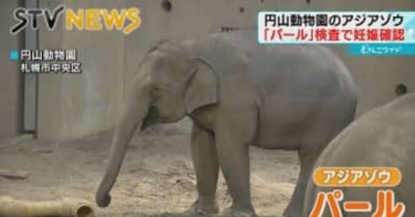 【アジアゾウが妊娠】エコー検査で赤ちゃんを確認　札幌・円山動物園で初の誕生へ