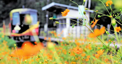 秋の彩り、鮮やかキバナコスモス見ごろ　福井県福井市のJR計石駅周辺
