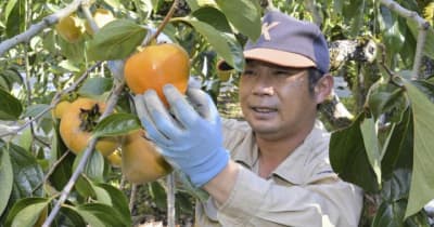 甘ーい大玉、今年は豊作　八幡浜で「富士柿」収穫始まる　全国で唯一生産の高級柿
