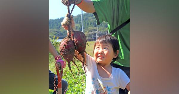 「出たー」大きなサツマイモに、子どもら歓声　京都・舞鶴で収穫体験会
