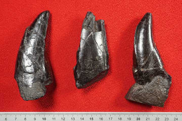 大型ティラノ科の歯発見、長崎　8千万年前地層から