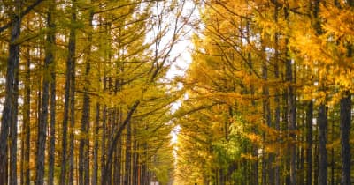 中国吉林省長春市に秋の風景