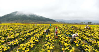 キク栽培で歩む産業振興の道　貴州省貴定県