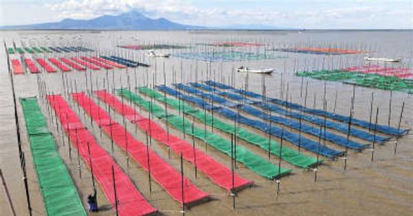 色とりどりのノリ網、有明海に広がる　熊本県内16漁協、種付け開始