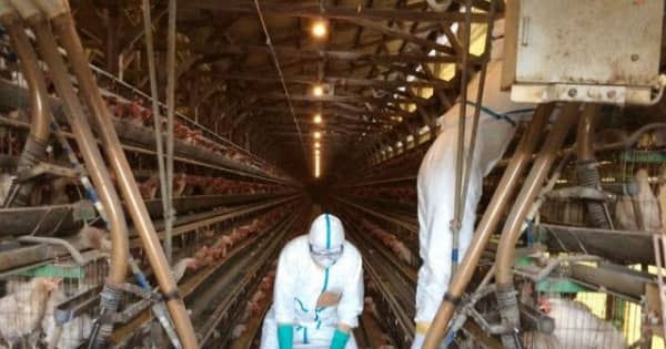 倉敷鳥インフル 17万羽処分開始　岡山県 高病原性疑いウイルス検出