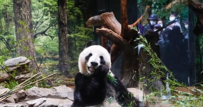 上野動物園でパンダ来日50周年イベント開催