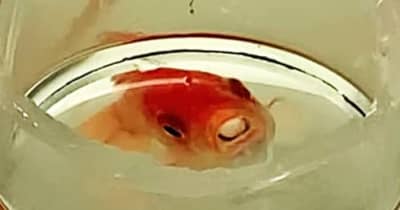 マイクロプラ　浮遊長ければ餌と誤認　魚の摂食行動に影響　長崎大研究で解明
