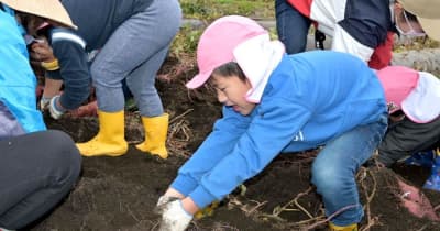 「大きい」園児笑顔　茨城・大洗　サツマイモ掘り体験