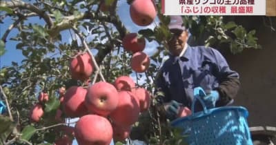 「味は抜群ですよ」青森県産リンゴの主力品種「ふじ」の収穫が最盛期