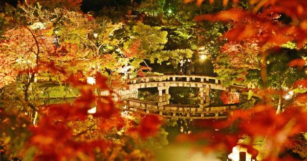 宵闇に映える赤いモミジ　京都・永観堂禅林寺で試験点灯