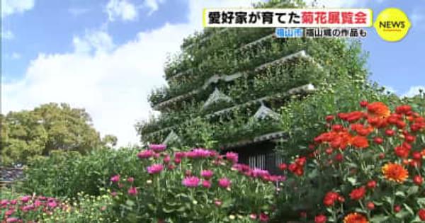 愛好家が育てた菊花展覧会　福山城の作品も　広島･福山市