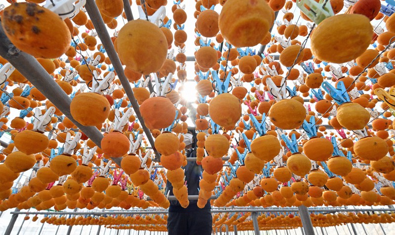 太陽の光浴びて　「あま干し柿」作りが最盛期　福岡・香春
