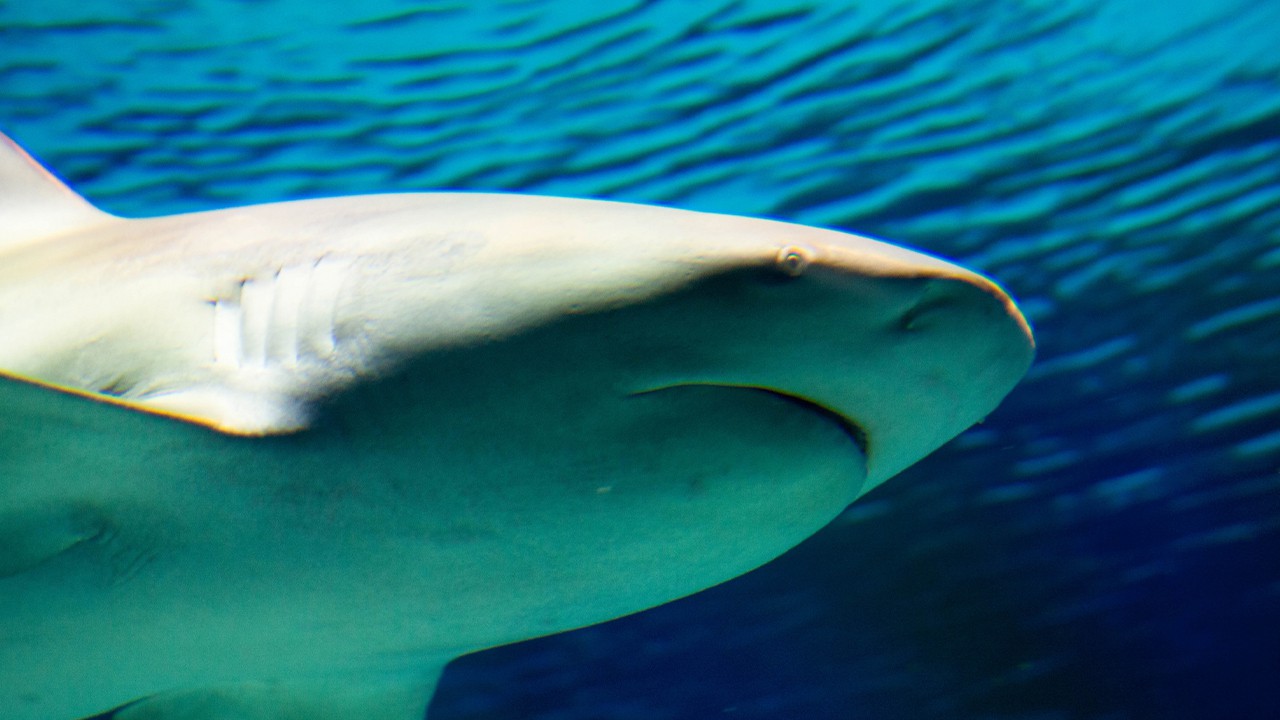 めったに人は襲わない、寿命500年、人工子宮で育成沖縄美ら海水族館に聞いた知られざるサメの生態
