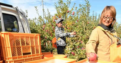 リンゴの主力品種「サンふじ」の収穫始まる　福島県須賀川市の有我さん方