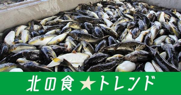 ＜北の食☆トレンド＞北海道で漁獲急増のフグ　消費拡大に「毒の壁」