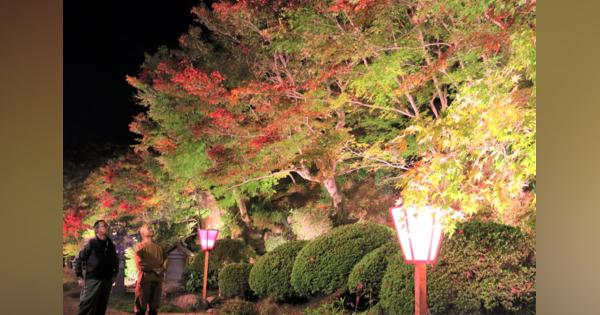夜空に浮かぶモミジ600本　京都・与謝野の慈徳院で3年ぶりライトアップ
