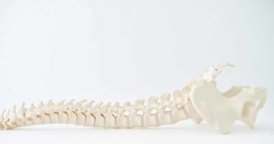 医療教育に貢献する模擬骨の販売を開始　タナック、日本人やアジア人の骨の形状を忠実に再現