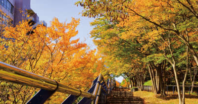 秋の気配深まる 都筑中央公園ひと足早く　横浜市都筑区