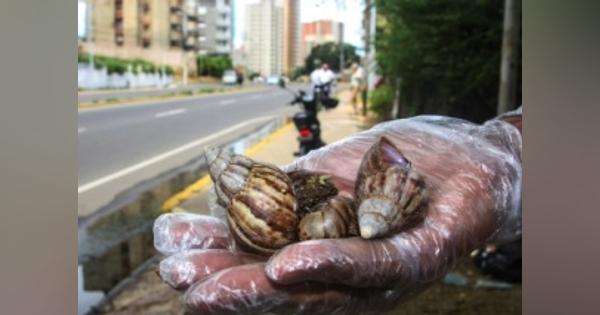 ベネズエラで巨大カタツムリ異常繁殖　人への健康被害懸念