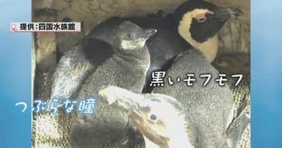 四国水族館でケープペンギンの赤ちゃん誕生！　2023年春ごろお披露目予定　香川・宇多津町