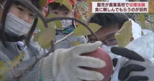 平川市の農業高校で園児たちがリンゴの収穫体験　高校生が園児たちをお手伝い