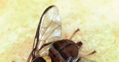 果実から害虫ミカンコミバエの幼虫、5例目　薩摩川内・上甑島では初確認
