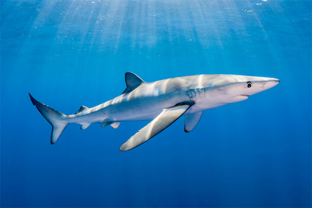 サメの世界的保護に関するワシントン条約の画期的採決、フカヒレ取引を規制