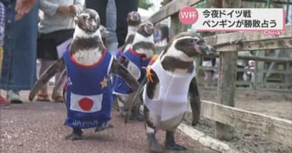 Ｗ杯　日本対ドイツ　ペンギンの勝敗占いは5対0で日本が勝利・宮崎県