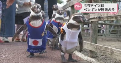 Ｗ杯　日本対ドイツ　ペンギンの勝敗占いは5対0で日本が勝利・宮崎県