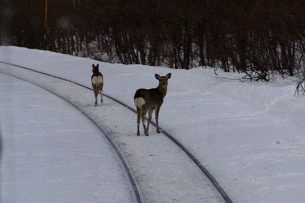 JR北海道で野生動物との衝突運休が急増回避策に減速運転　12月5日から