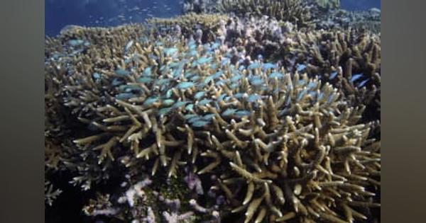 豪サンゴ礁を危機遺産に指定勧告　ユネスコ科学者が現地調査