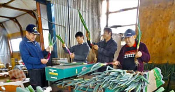 天栄赤ねぎの収穫始まる　福島県天栄村　下半分の赤紫色が特徴、鍋物の主役に