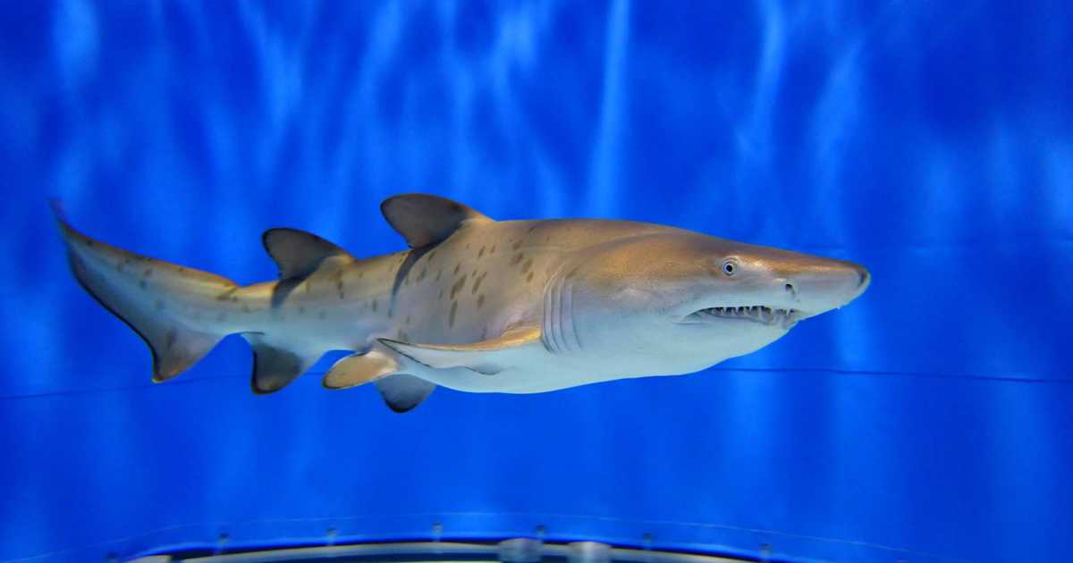 【よかっぺ飼育日記】　サメにこだわり秘められた謎に魅力　アクアワールド茨城県大洗水族館