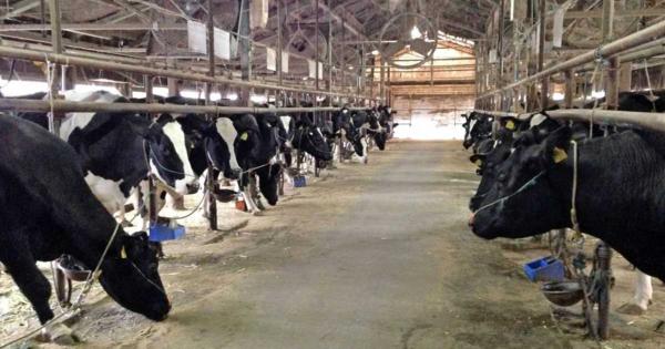 値上げの牛乳がこの冬も余剰感　飼料高騰で生産者苦境