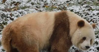 茶色パンダ「七仔」、雪の中を散歩　陝西省西安市