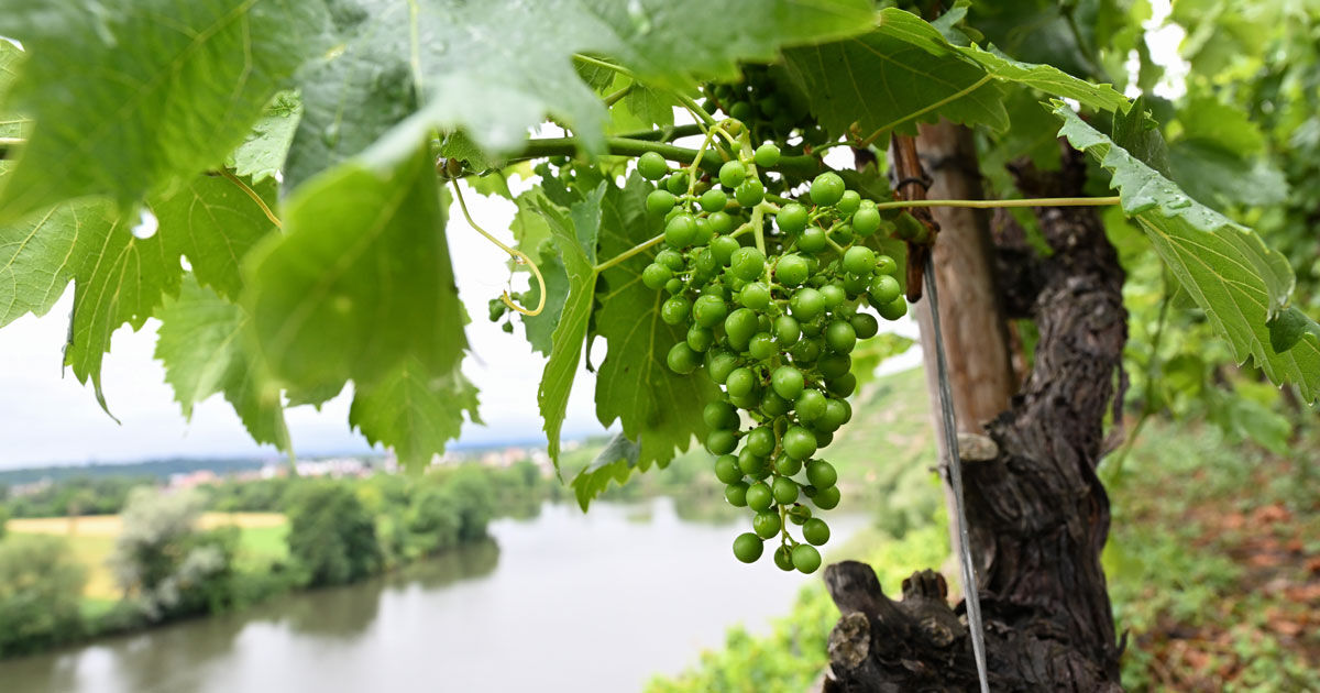 ワインの未来：気候変動はワインの味をいかに変えたのか