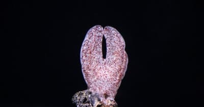 アクアワールド・大洗初！深海の珍しいクラゲ「コトクラゲ」2022年12月10日から神秘の海ゾーンで展示中！ 　 ～四国初記録の不思議な生態をもつ珍しいクラゲを採集～