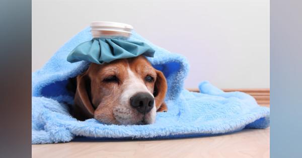 米国で犬インフルエンザが流行、ペットの親たちが取るべき対策は？