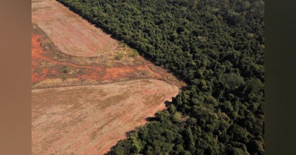 ブラジル、サバンナの森林破壊が7年ぶり規模に拡大