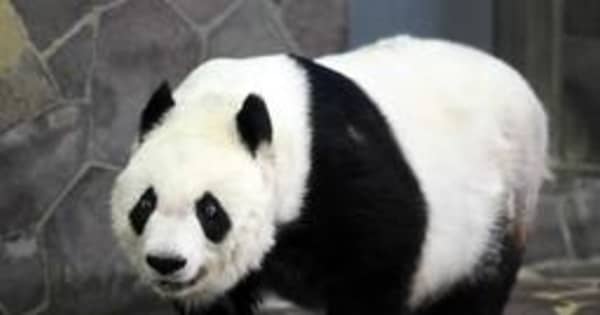 タンタン、年越しは神戸でゆっくり　中国への返還、再び1年延長　王子動物園