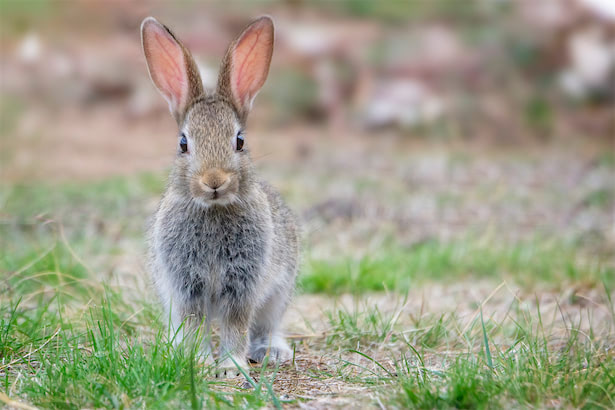 ウサギが、気候変動における「炭鉱のカナリア」になる可能性