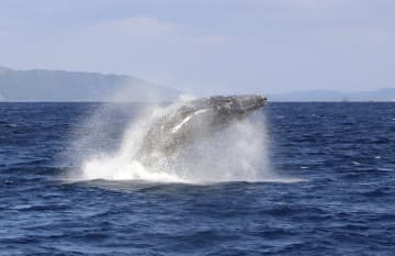 ザトウクジラ、奄美来遊シーズン　ツアー開始、雄姿に歓声