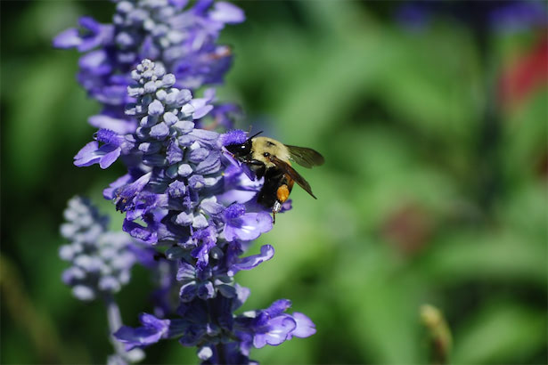 ミツバチ、鳥らの受粉媒介不足で農作物収穫量低下、毎年42万人死亡