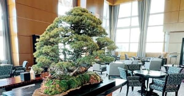 六本木の高級ホテル「ザ・リッツ・カールトン」で“大宮盆栽”好評　25日まで展示　反響大で埼玉に観光も