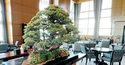 六本木の高級ホテル「ザ・リッツ・カールトン」で“大宮盆栽”好評　25日まで展示　反響大で埼玉に観光も