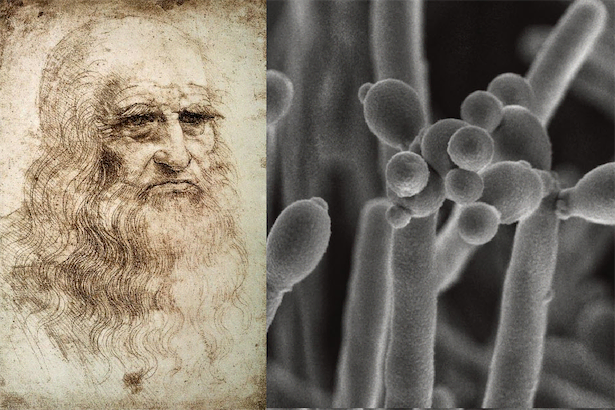 レオナルド・ダ・ヴィンチの自画像から新種の酵母発見