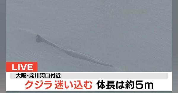 【LIVE】クジラが大阪・淀川河口付近に迷い込む　体長は「約８ｍ」小型艇で監視中
