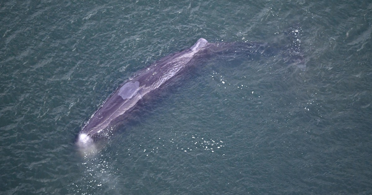 大阪湾のクジラ、1日経過も動き少なく　海保が警戒